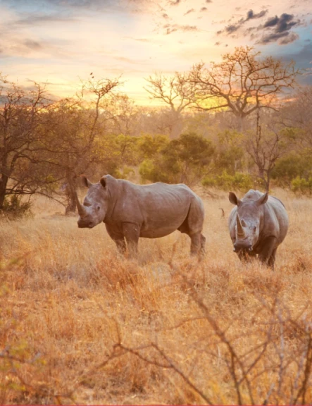 Image revelion-africa-de-sud-cascada-victoria-botswana-13468